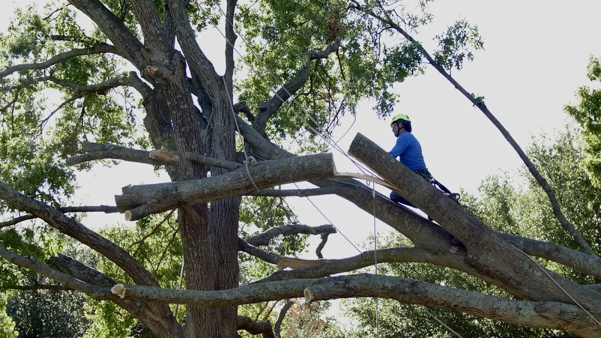 Professional Crown Thinning performed by certified arborists in Franklinville